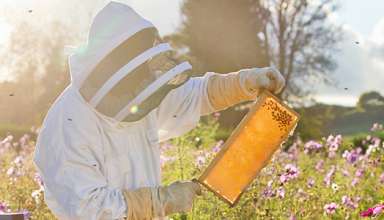 Manual Honey Extractor
