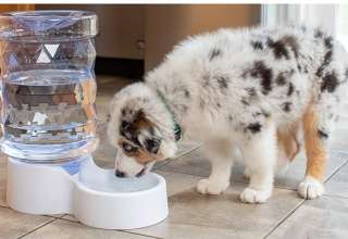 Large Dog Water Dispenser