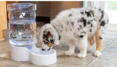 Large Dog Water Dispenser